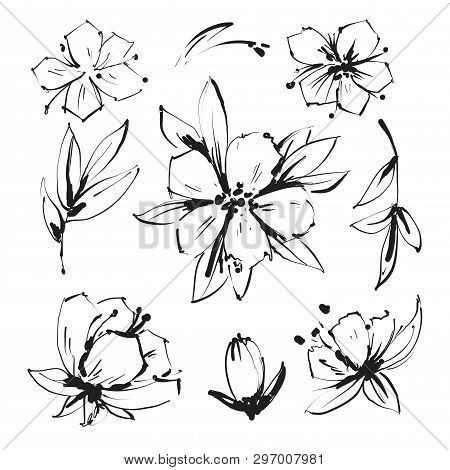 Sketch Floral Botany Collection. Magnolia Flower Drawings. Black And White With Line Art On White Ba