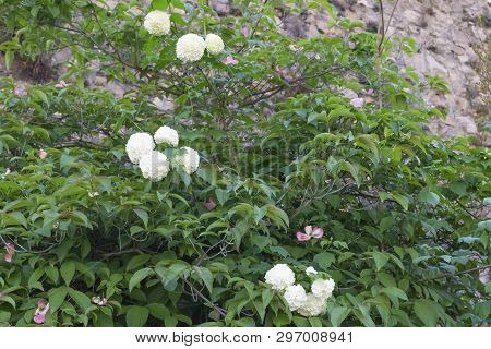 Flowers On The Bushes On The Background Of An Ancient Stone Wall