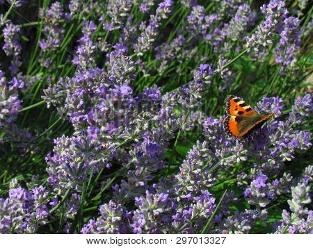 Bundle Of Dark Violet Lavender, The Healing Plant Promotes Wound Healing, Treats Skin Diseases And I