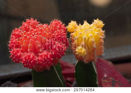 Closeup Of Two Moon Cacti Created By The Yellow And Red Gymnocalicium Mihanowichii Grafted Onto The 