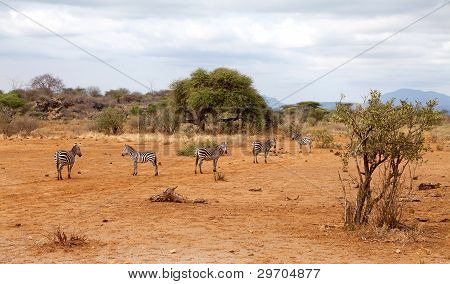 Paio di Wild Zebra africana