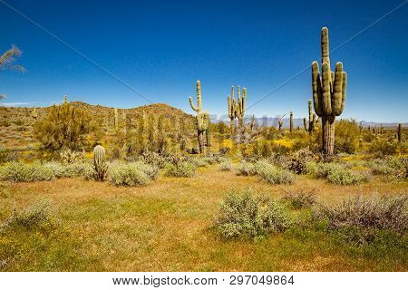 The Landscape Of The Sonoran Desert In Full Sunlight.  This Image Has An Exceptional Amount Of Lush 