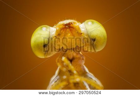 Extreme Macro Shot Eye Of Zygoptera Dragonfly In Wild. Close Up Detail Of Eye Dragonfly Is Very Smal
