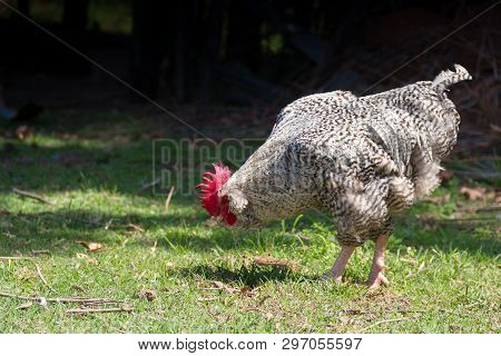 Rooster Called Bataraz In Farm South America