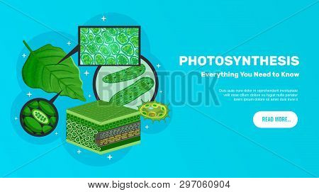 Photosynthesis Basic Information Website Horizontal Banner Design With Green Leaves Cells Chloroplas