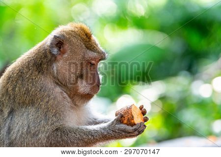 Macaque monkey holding a piece of sweet potato at Ubud Monkey Forest in Bali, Indonesia