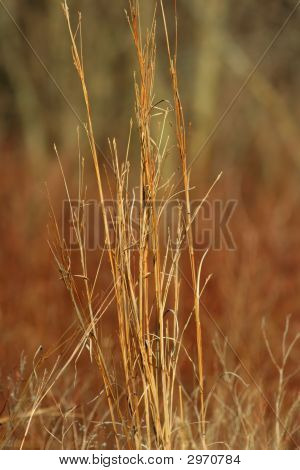 Big Bluestem Gras