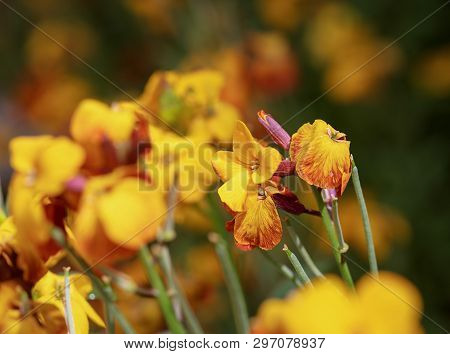 Scene With Yellow Flowers Erysimum Wallflower In Bloom.