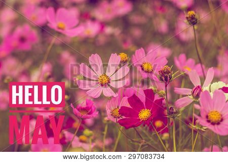 Banner Hello May. Greeting The New Month. Picture With Flowers. Text On A Background Of Flowers.