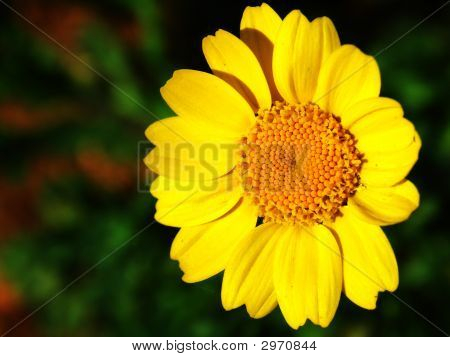 Flor