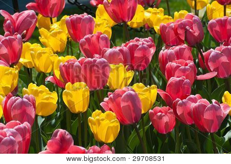 Tulpen Leuchten, wÃ¤hrend die jÃ¤hrliche Tulpenfest im Washington Park, Albany, New york