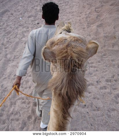 Beduíni s Camel