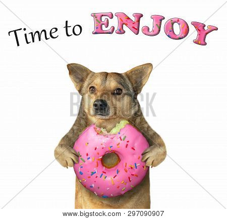 The Dog Holds A Big Bitten Pink Donut. Time To Enjoy. White Background. Isolated.