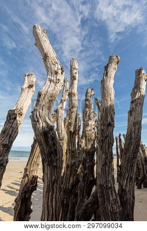 Big Breakwater, 3000 Trunks To Defend The City From The Tides, Plage De L Eventail Beach In Saint-ma