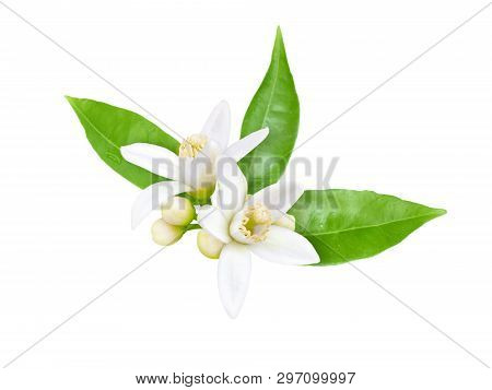 Orange Tree White Fragrant Flowers, Buds And Leaves Isolated On White. Neroli Blossom.
