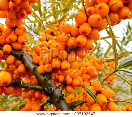 Branch Of Orange Sea Buckthorn Berries. Sea-buckthorn On The Tree .sea Buckthorn Berries On The Bran