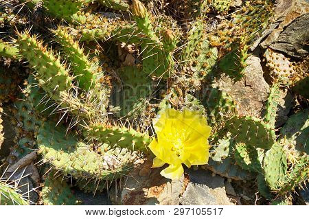 Opuncia Cactus Texture