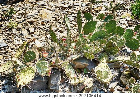 Opuncia Cactus Texture