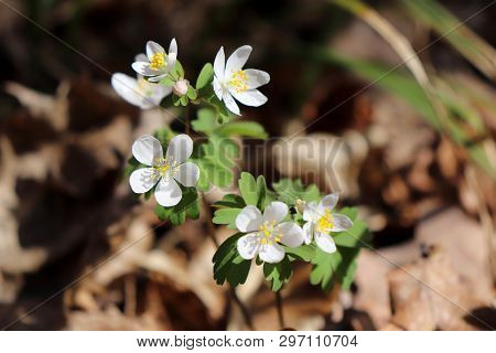 Isopyrum Thalictroides Blossom. Spring Flower Close-up. Rue Leaved Isopyrum Springtime Flower, Group