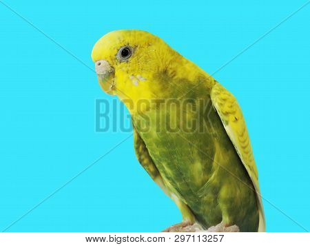 Budgerigar Close Up On The Bird Cage.melopsittacus Undulatus.wavy Parrot Sits On A Perch In A Cage.p