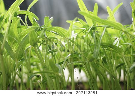 Close Up Fresh Green Ipomcea Aquatica Plant In Nature Garden