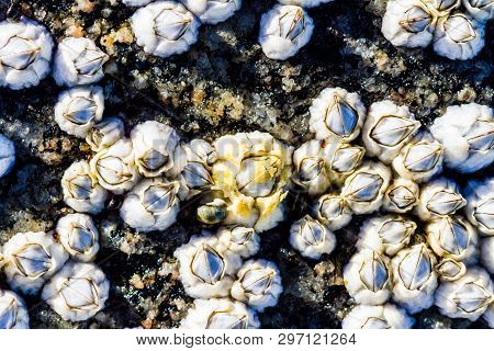 View Of The Limestone Houses Of Crustaceans From Above. Sea Mollusks Semibalanus Balanoides On The L