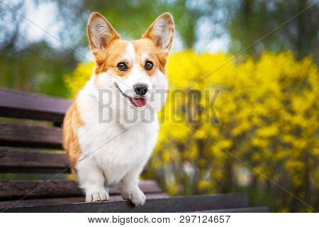 Happy Purebred Welsh Corgi Dog  Sitting On A Wooden Bench In A Blooming Beautiful Colorful Trees In 