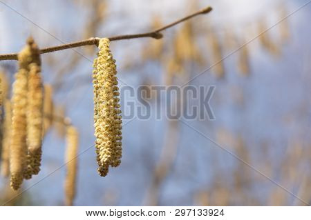 Birch Catkins. Silver Birch Catkins In Early Spring