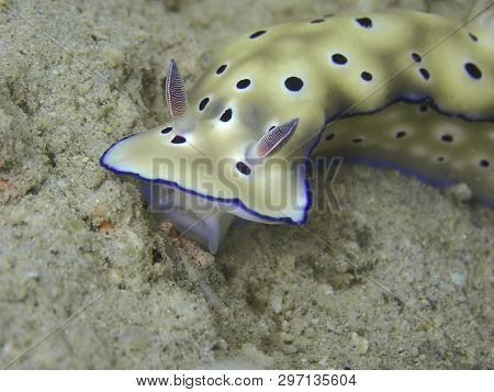 Closeup And Macro Shot Of Nudibranch Hypselodoris Tryoni During Leisure Dive In Sabah, Borneo.