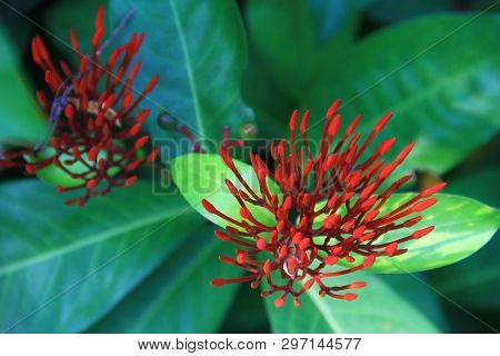 Red Ixora Flower (spike Flower Or Ixora Coccinea Flower). Red Ixora Blooming With Natural Background