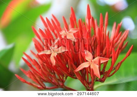 Red Ixora Flower (spike Flower Or Ixora Coccinea Flower). Red Ixora Bud And Blooming With Natural Ba
