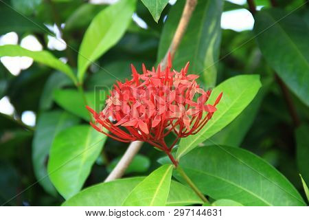 Red Ixora Flower (spike Flower Or Ixora Coccinea Flower). Red Ixora Blooming With Natural Background