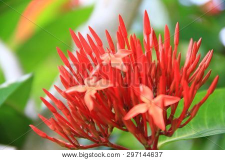 Red Ixora Flower (spike Flower Or Ixora Coccinea Flower). Red Ixora Bud And Blooming With Natural Ba