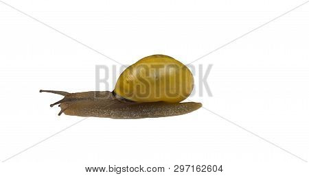 Forest Snail, Cepaea Nemoralis On A White Background