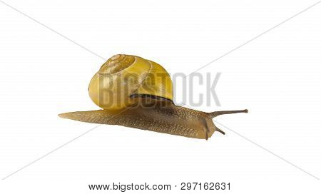 Forest Snail, Cepaea Nemoralis On A White Background