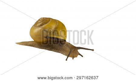 forest snail, Cepaea nemoralis on a white background