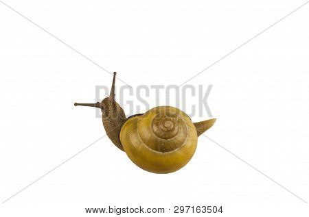 forest snail, Cepaea nemoralis on a white background