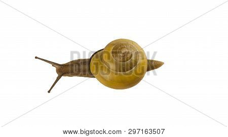Forest Snail, Cepaea Nemoralis On A White Background
