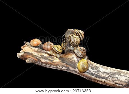 group forest snail, Cepaea nemoralis sits on the branch