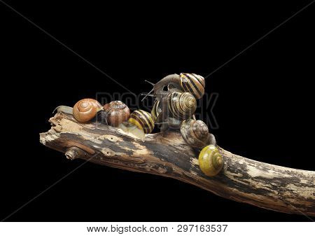 Group Forest Snail, Cepaea Nemoralis Sits On The Branch