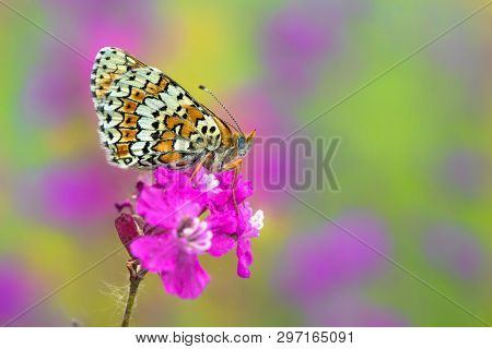 Glanville Fritillary Butterfly Melitaea Cinxia In Czech Republic