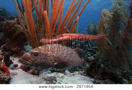 Tiger Grouper & trompetfisk