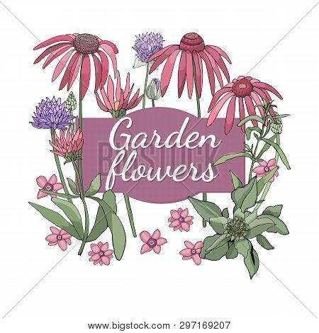 Floral Set. Summer And Spring Isolated Garden Flowers.