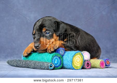Lille Pinscher hvalp