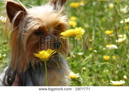 Miniature Yorkie