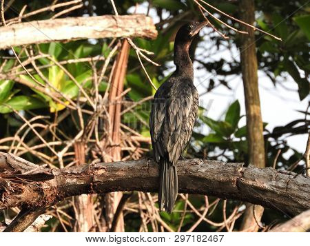 Black Cormorant Sitting On A Tree Branch. Sri Lanka Is A Natural Habitat.
