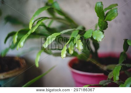 Zigokaktus, Rozhdestvennik Young Sprouts In A Pot, Close-up