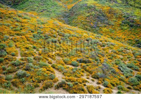 Walker Canyon In Lake Elsinore California, Covered In Poppies And Other Wildflowers During A Superbl
