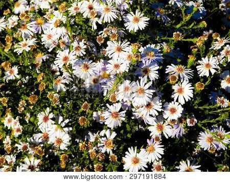Gerbera Flowers As Nature Background. Daisy Gerbera Flowers, Summer Nature.