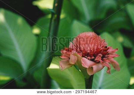 Red Torch Ginger Flower On Green Background